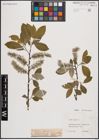 Foto von Salix caprea L.